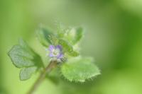 Veronica hederifolia