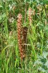 Orobanche amethystea