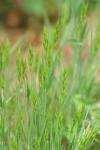 Bromus hordeaceus
