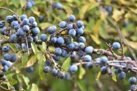 Prunus spinosa