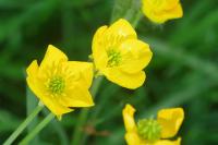 Ranunculus bulbosus