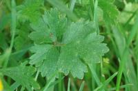 Ranunculus bulbosus