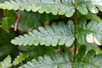 Dryopteris filix-mas