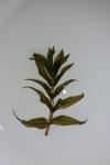Groenlandia densa