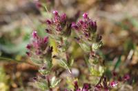 Parentucellia latifolia