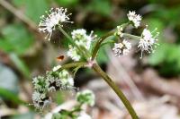 Sanicula europaea