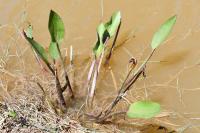 Alisma plantago-aquatica