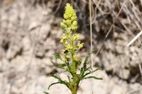 Reseda lutea