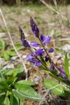 Polygala vulgaris