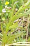 Veronica scutellata