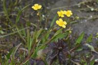 Ranunculus flammula