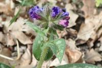 Pulmonaria affinis