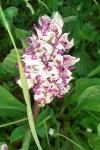Orchis simia