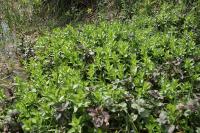 Gratiola officinalis