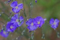 Linum usitatissimum subsp. angustifolium