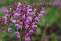 Salvia pratensis