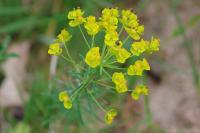Euphorbia cyparissias