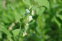 Polygonatum multiflorum