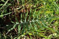 Cirsium eriophorum
