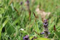 Carex caryophyllea