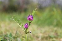 Vicia segetalis