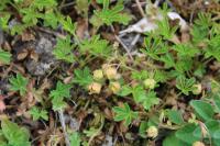 Potentilla verna