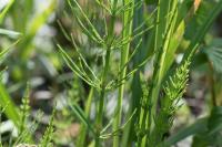 Equisetum arvense