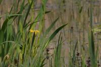 Iris pseudacorus