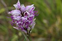 Orchis simia