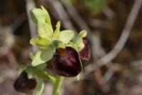Ophrys aranifera