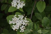 Viburnum lantana