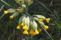 Primula veris