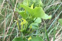 Aristolochia clematitis