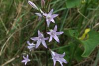 Campanula patula