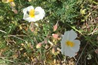Helianthemum apenninum