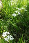Ornithogalum umbellatum