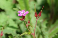 Geranium robertianum