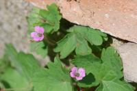 Geranium rotundifolium