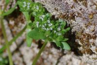 Valerianella locusta