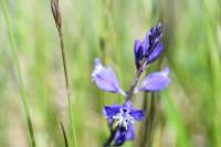 Polygala vulgaris