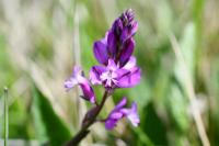 Polygala vulgaris
