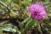 Cirsium dissectum