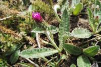 Cirsium dissectum