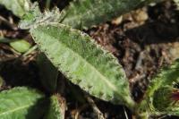Cirsium dissectum