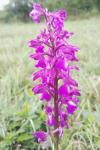 Anacamptis morio