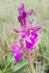 Anacamptis morio