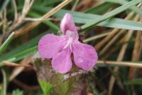 Pedicularis sylvatica