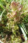 Pedicularis sylvatica