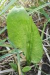 Ophioglossum vulgatum