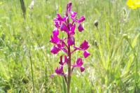 Anacamptis laxiflora